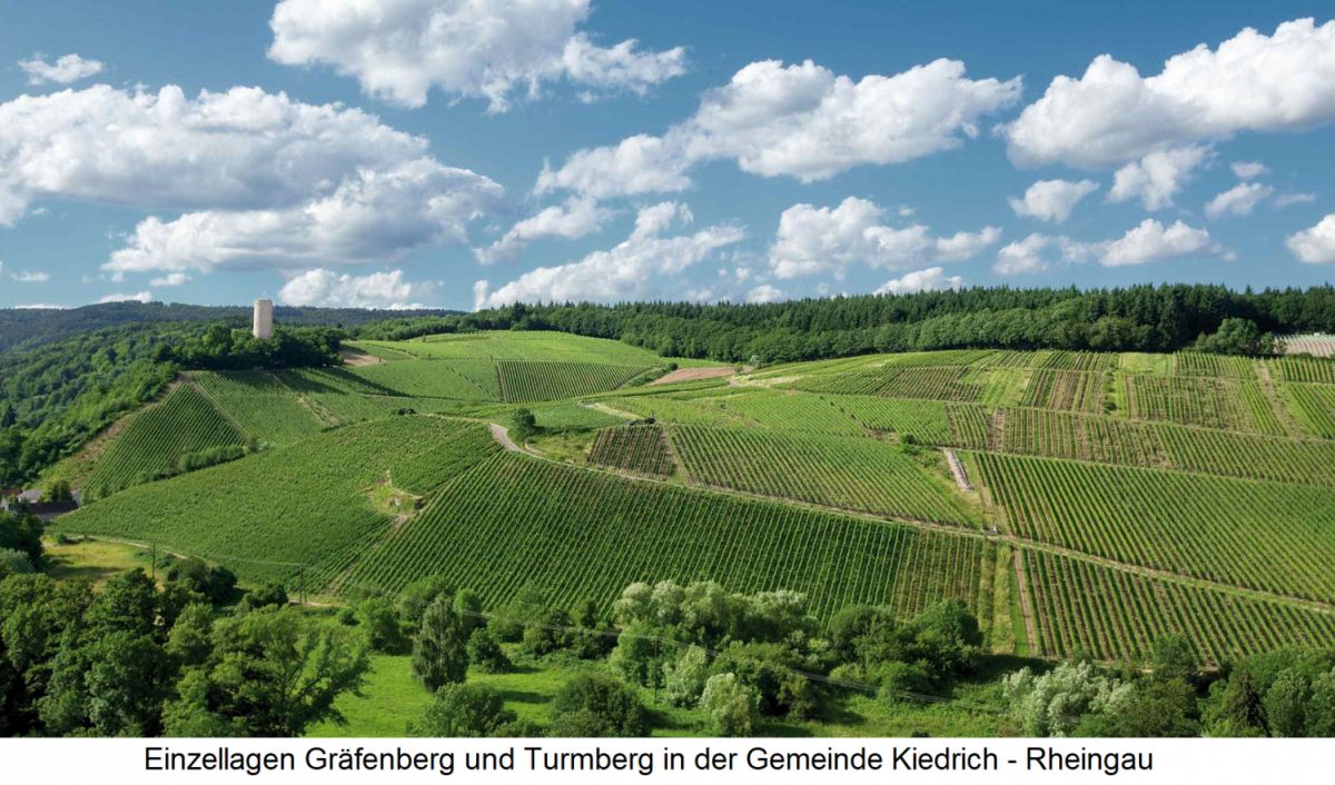 Einzellagen Gräfenberg und Turmberg in der Gemeinde Kiedrich im Rheingau