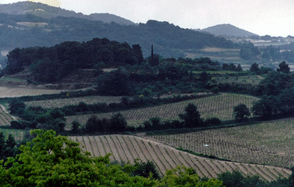 Weingärten im Bereich Vaqueyras