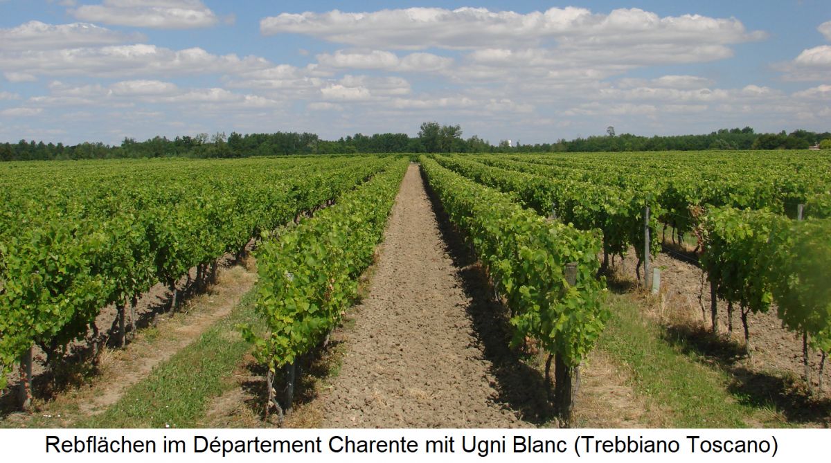 Cognac - Rebflächen im Département Charente mit Ugni Blanc (Trebbiano Toscano)