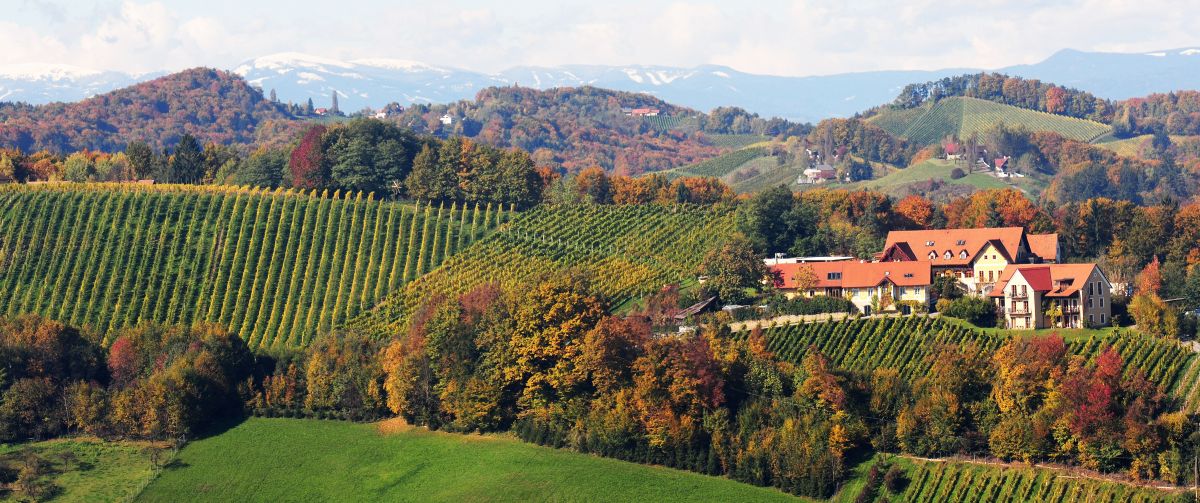 Sattlerhof - Weingutsgebäude inmitten der Weinberge