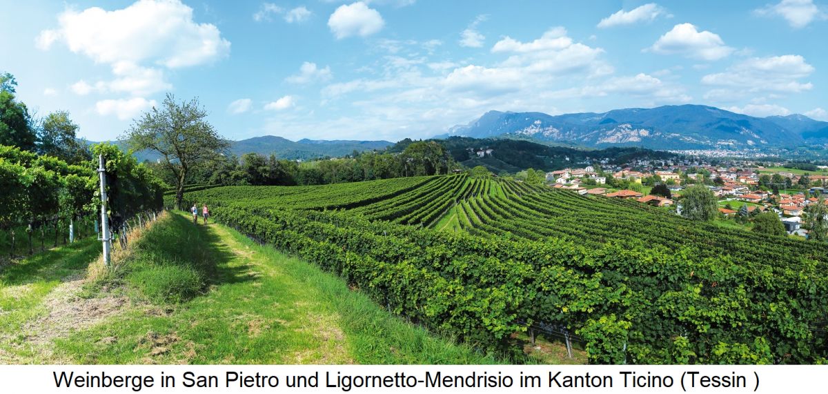Tessin - Weingärten San Pietro und Ligornetto-Mendrisio