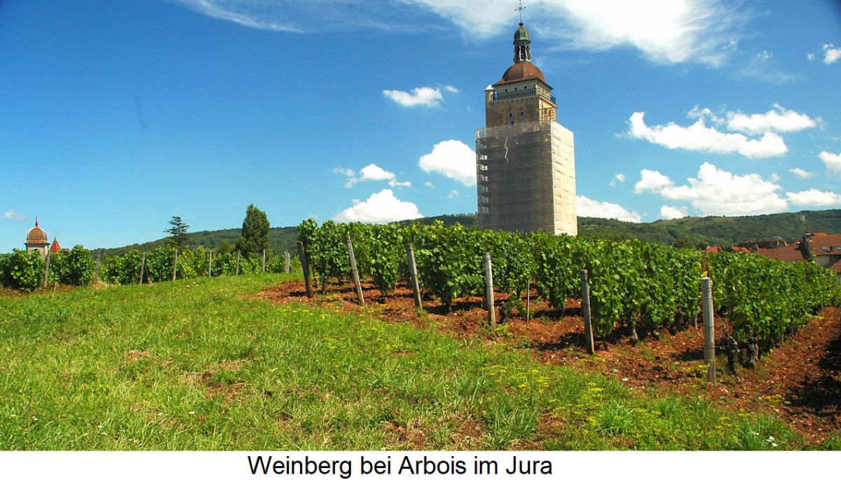 Weinberg bei Arbois im Jura