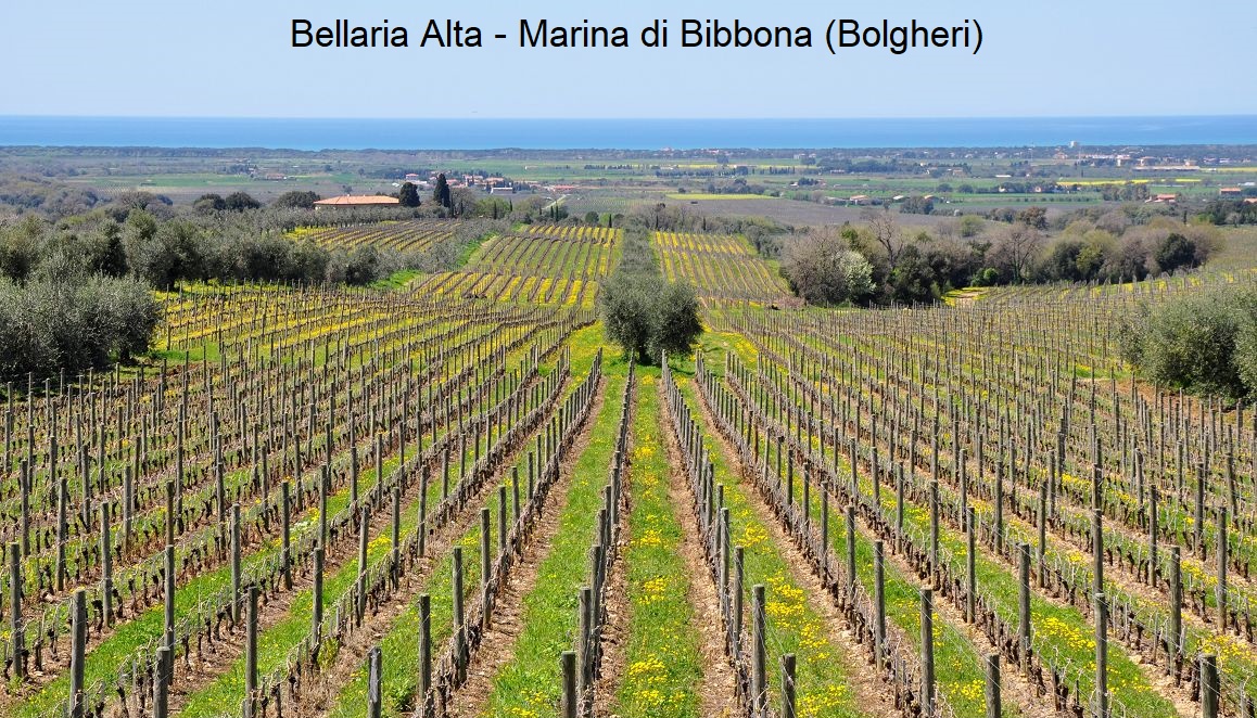 Bolgheri - Vignoble Bellaria Alta (Ornellaia) à Marina di Bibbona