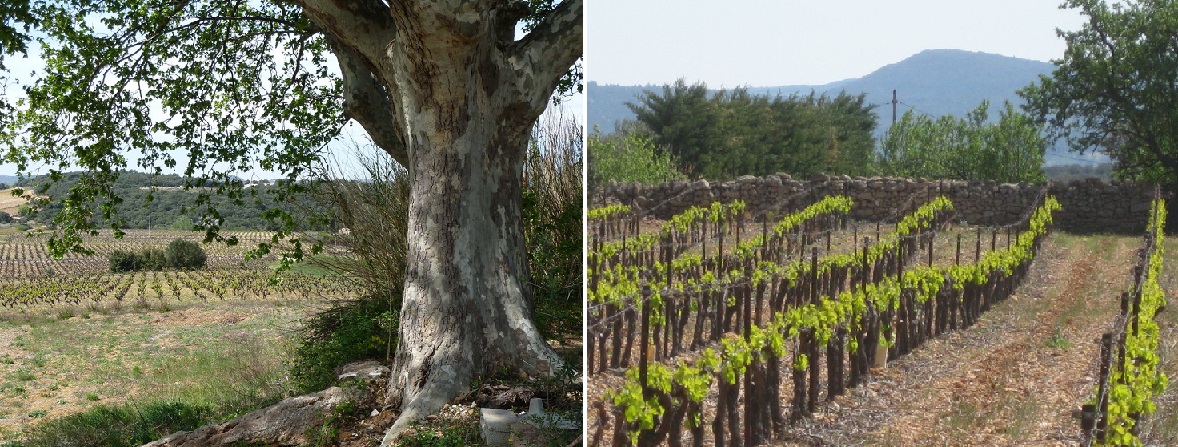 Domaine des Deux Platanes - Platanenbaum mit Weinberg und Rebflächen